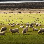 Годування тварин у органічному тваринництві