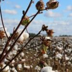 Традиційне виробництво бавовни потребує негайних змін. Бавовна: М'яка тканина з жорсткою реальністю