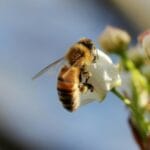 Органічне землеробство покращує послуги екосистем, забезпечує постійне виробництво здорової їжі