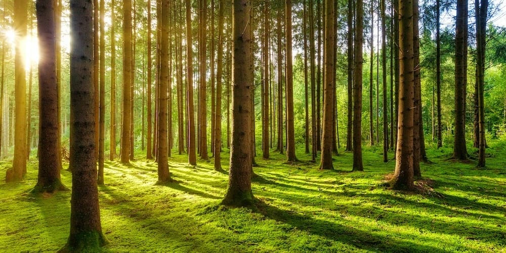 Аналіз Регламенту ЄС про Вирубку Лісів (EUDR): Оновлені Вимоги, Вплив та Рекомендації для Бізнесу