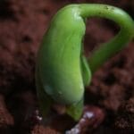 Жива земля: Як відновити мікробіом ґрунту та збільшити врожайність органічними методами