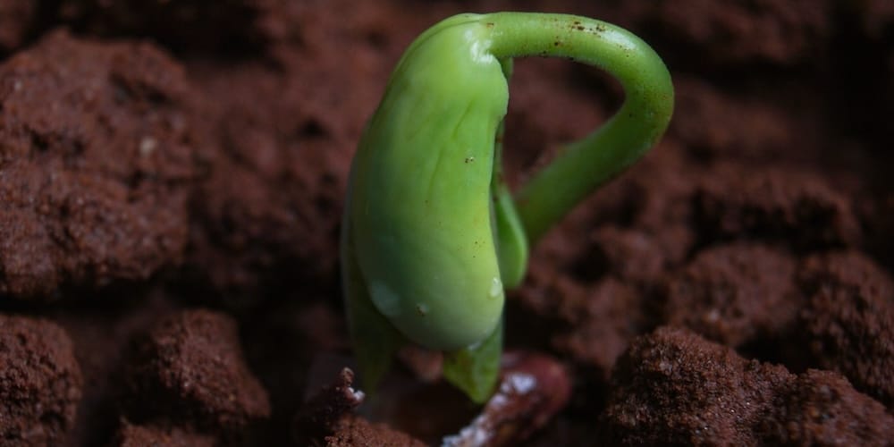 Жива земля: Як відновити мікробіом ґрунту та збільшити врожайність органічними методами