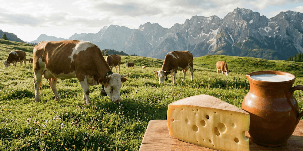 Майбутнє молока в ЄС: Менше корів, більше екології? Глибокий аналіз звіту USDA
