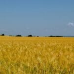 Органічний ринок України у 2024 році: Стійкість під тиском