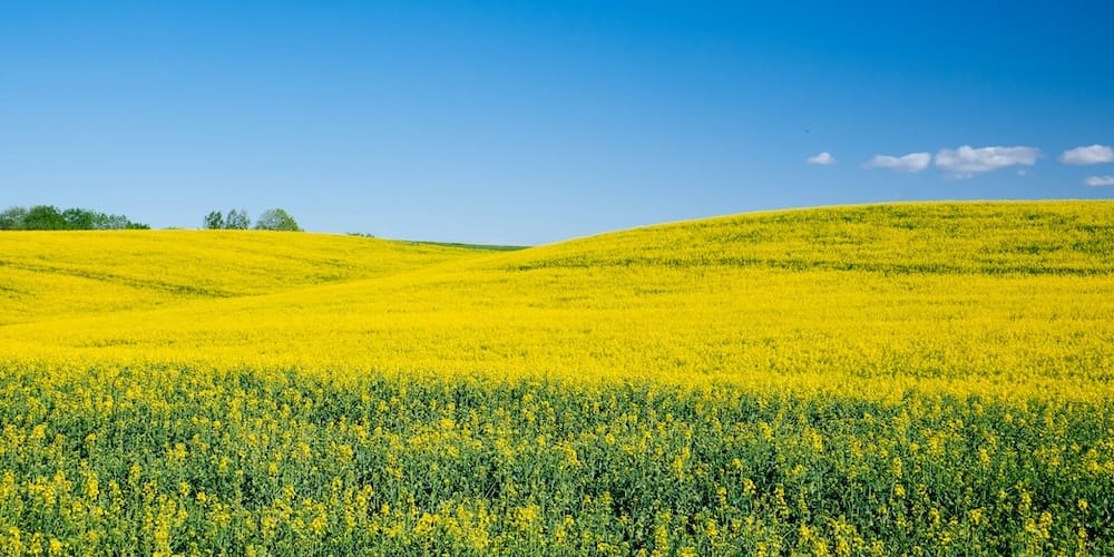 Органічний ріпак. Технологія вирощування.