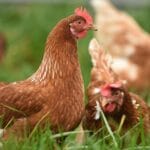 Детальний огляд звіту USDA: Птахівництво та продукти птахівництва в Україні 2025