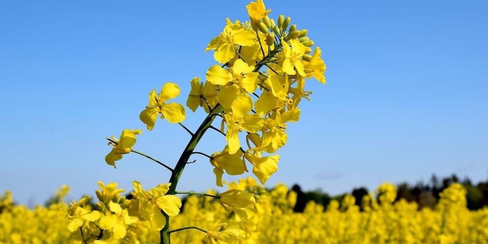 Технологічна карта вирощування органічного озимого ріпаку в Україні