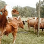 Огляд річного звіту USDA: Тваринництво та продукція в Україні 2025