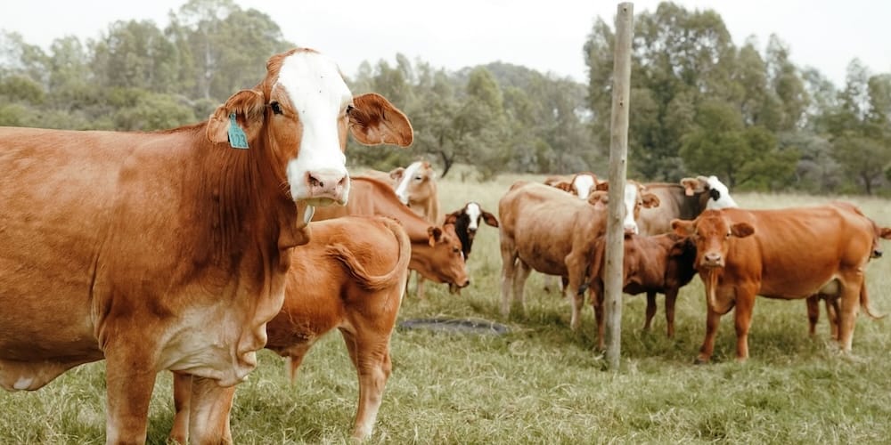 Огляд річного звіту USDA: Тваринництво та продукція в Україні 2025