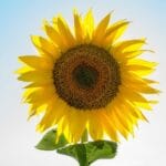 Технологічна карта вирощування високоолеїнового соняшнику (органічна технологія)