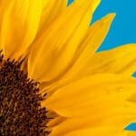 Технологічна карта вирощування високоолеїнового соняшнику (традиційна технологія).