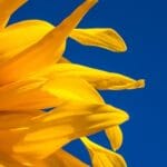 Технологічна карта вирощування соняшнику (органічна технологія)