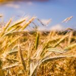 органічна домовленість USDA органічні продукти