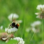 Біла конюшина як жива мульча: ключ до швидкого відновлення здоров'я ґрунту