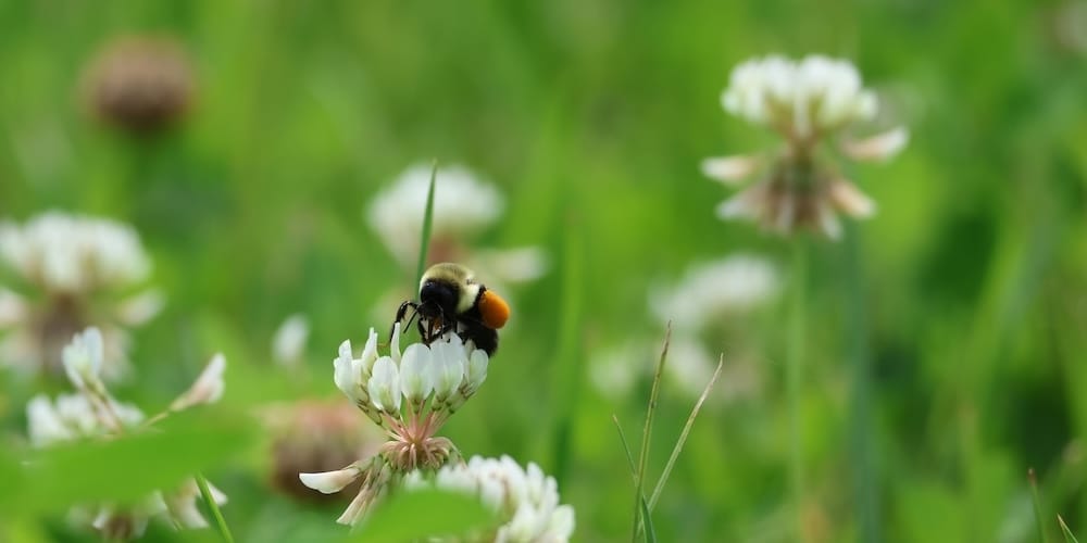 Біла конюшина як жива мульча: ключ до швидкого відновлення здоров'я ґрунту